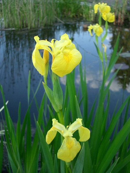 Iris pseudacorus 2