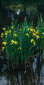 Iris pseudacorus plant filtration system