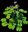 Clarksville maryland water features?pond water falls