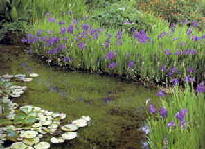 Pond perimeter plants in Maryland