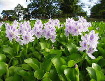 Davidsonville Maryland water_hyacinth_filter_beautiful bio Filter