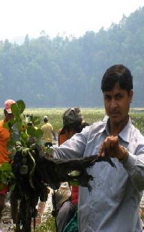 Veggie Plant Biological filter Maryland