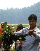  Maryland water_hyacinth_root growth