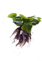 water hyacinth