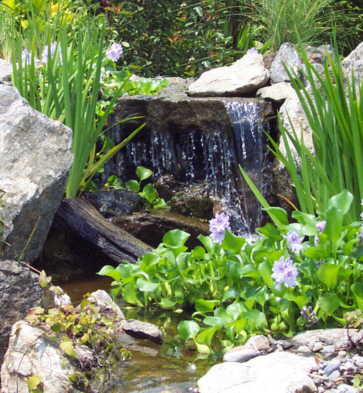 water_hyacinth_roots plant bio filter